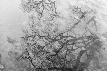 Branches of trees without leaves reflected in a freezing puddle