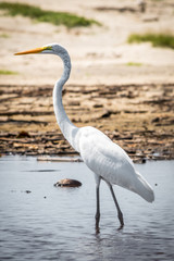 Elegante ave acuatica