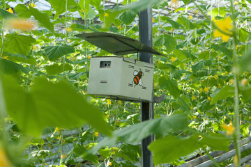 a box of bees, a hive inside a large glass industrial greenhouse for growing tomatoes