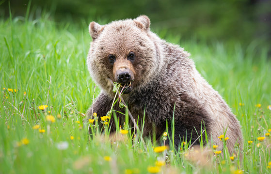 Grizzly bear in the wild