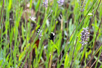 bee sleeping in grass