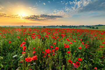 Obraz premium Beautiful poppy field during sunset