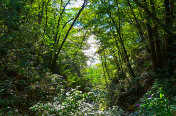 Fototapeta na wymiar Blick aus dem Wald während dem Wandern
