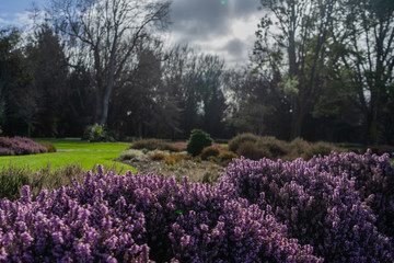 Fototapeta premium Flowers at Queens Park in Invercargill, South Island, New Zealand