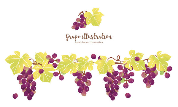 ブドウ Images Browse 17 911 Stock Photos Vectors And Video Adobe Stock