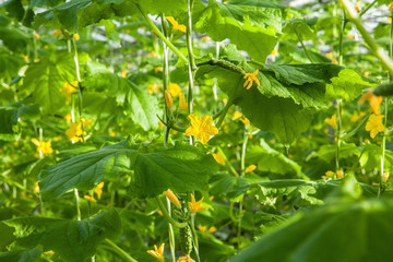Blooming cucumber bushes inside a large glass industrial greenhouse