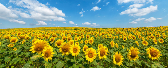 Beautiful day over sunflowers field - panorama shot © Piotr Krzeslak