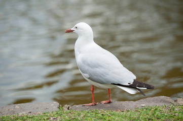 White wild seagull staying near the lake