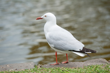 Fototapeta premium White wild seagull staying near the lake