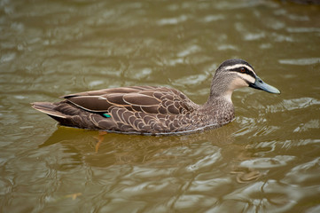 Close up duck staying near the lake.