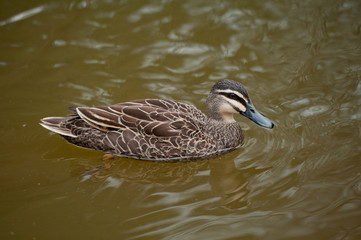 Close up duck staying near the lake.