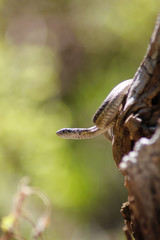 Snake on a log