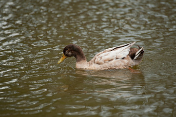 Close up duck staying near the lake.
