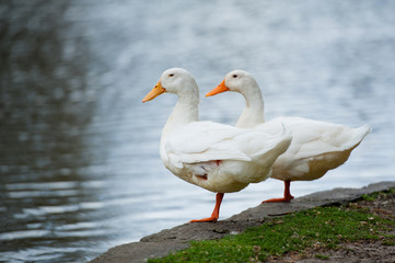 Naklejka na ściany i meble Close up ducks staying near the lake.