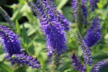 close up of lavender flowers