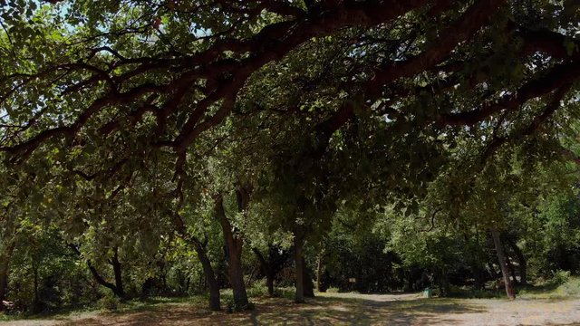 through the trunk of a cork tree in the park