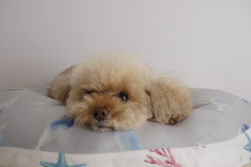 何かを待ってるトイプードル