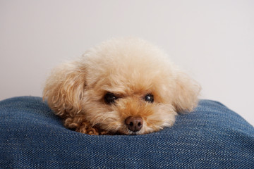 カメラを見るトイプードル