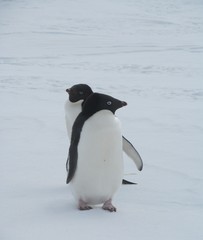 Adele Penguins near McMurdo Station, Antarctica