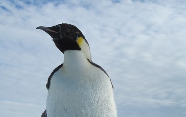Molting Emperor Penguin in Antarctica