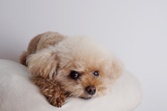 上目 の画像 2 件の Stock 写真 ベクターおよびビデオ Adobe Stock 上目 の画像 2 件の Stock 写真 ベクターおよびビデオ Adobe Stock