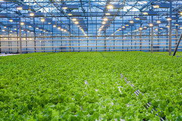 Fototapeta premium Huge glass industrial greenhouse full of fresh green salad