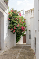 Fototapeta na wymiar Vejer de la Frontera. Typical white village of Spain in the province of Cadiz in Andalusia, Spain