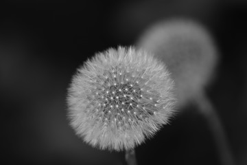 plumerillo cardo monocromo flor primavera