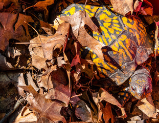 Aged Eastern Box Turtle hiding in fall oak leaves in a forest in Michigan, USA.