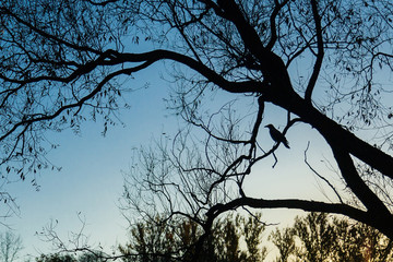 Black crow silhouette on branch of tree without leaves in autumn park