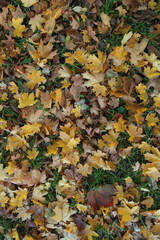 Autumn leaves texture background