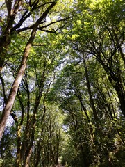 Obraz premium trees in the forest