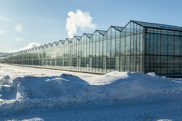 exterior of a large glass industrial greenhouse for growing tomatoes