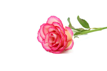 pink rose isolated on white background