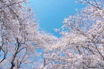 桜　染井吉野