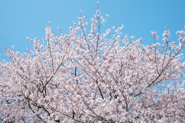 桜　染井吉野