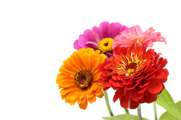 Obraz premium red flower isolated in white background
