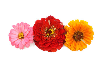 red and yellow flowers