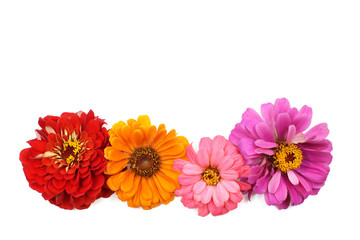 red flower isolated in white background