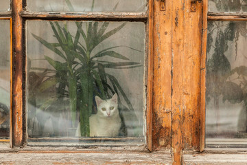 White cat sits under a green plant behind dirty glass in the window of an old house