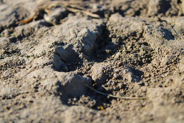 dog footprint on sand texture