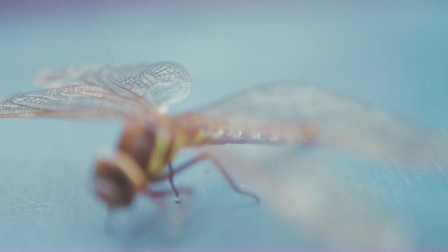 Dragonfly Brown Hawker Aeshna Grandis. Medium close up Wings, RACK FOCUS