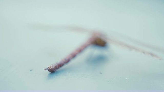 Dragonfly Brown Hawker Aeshna Grandis, Cercus, Abdomen rack focus to Thorax