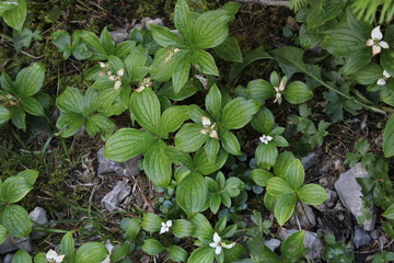 Evergreen spruce found in forest