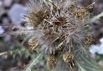 dry thistle flower