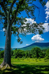 landscape with trees