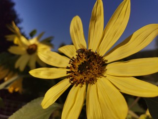 sunflower on blue sky