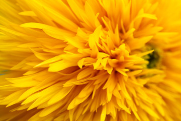 Fototapeta premium 向日葵