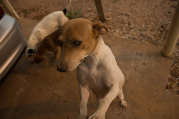standing dog wide