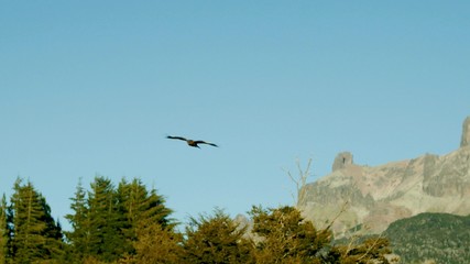 The close-up of a wild eagle alone in the sky